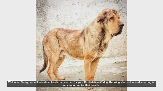 Video thumbnail for Top Foods to Avoid Feeding Your Kurdish Mastiff
