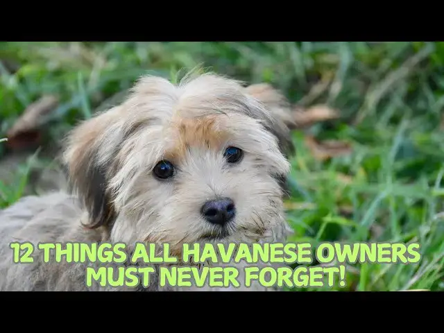 Video thumbnail for 12 Things All Havanese Owners Must Never Forget! 🐕🌟