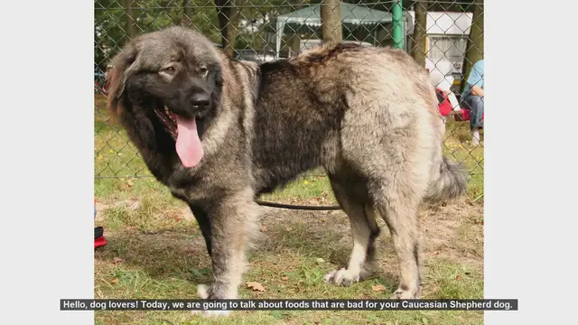 Video thumbnail for Dangerous Foods for Your Caucasian Shepherd: Keep Your Dog Safe!