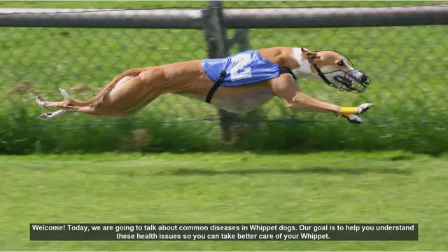 Video thumbnail for Common Health Issues in Whippet Dogs: What You Need to Know