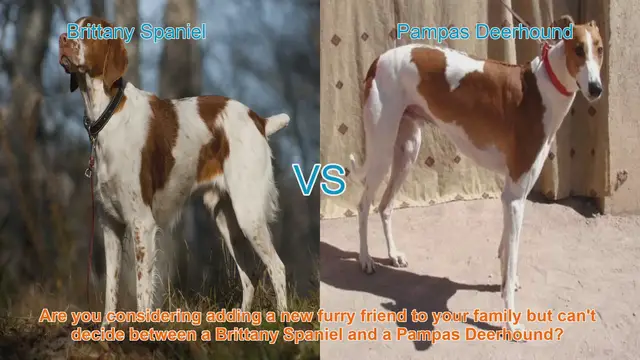 Video thumbnail for Brittany Spaniel vs. Pampas Deerhound: Choosing the Right Dog Breed for You