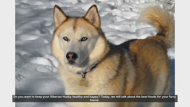 Video thumbnail for Best Foods for a Healthy and Happy Siberian Husky