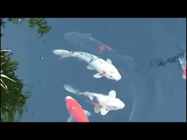 Video thumbnail for Koi Fish Health: Why Regular Vet Care is Essential
