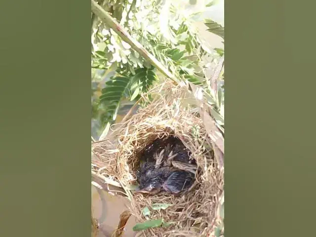 Video thumbnail for wild small baby birds (EP-41)  #birds #nature #birdfeeding #birdwatching