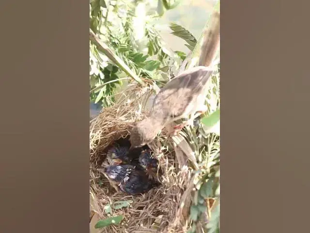 Video thumbnail for wild small baby birds (EP-50)  #birds #nature #birdfeeding #birdwatching  #birdslover #babybirds