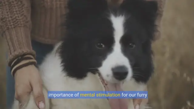 Video thumbnail for Unlock Your Dog's Genius: Fun Enrichment Activities & Toys