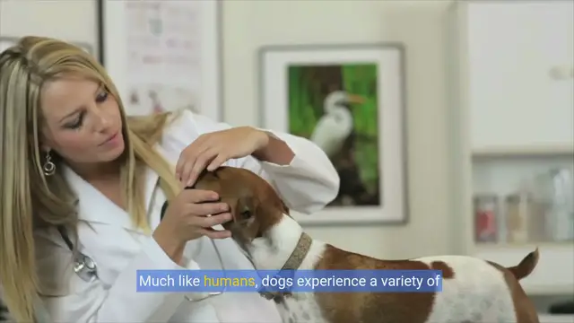 Video thumbnail for Unlocking Canine Oral Health: The Ultimate Guide to Dog Dental Care