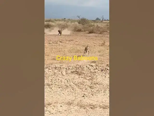 Video thumbnail for Intense Baboon Fight  In Kenya- Falling From Trees
