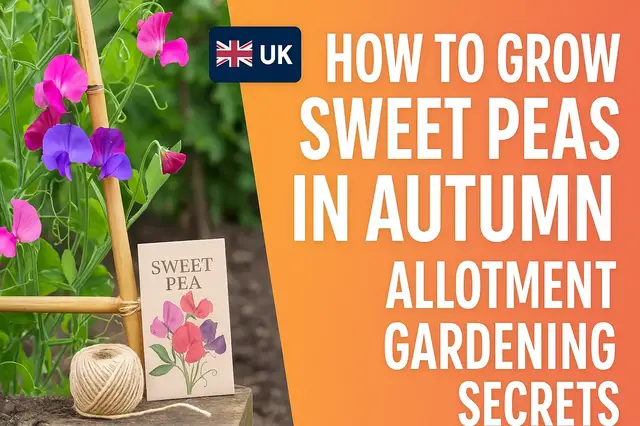 'Video thumbnail for How to Grow Sweet Peas in Autumn | Allotment Gardening Secrets'