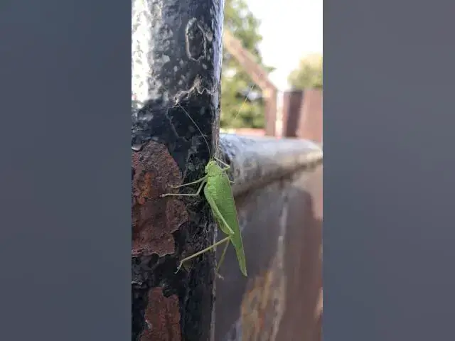 Video thumbnail for Curious grasshopper.😍😘🥰#shorts