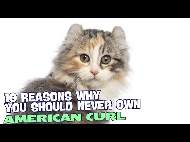 Video thumbnail for 10 Reasons Why You Should NEVER Own an American Curl 🐾🚫