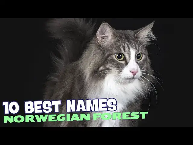 Video thumbnail for 10 Best Names for Norwegian Forest Cats 🐾🌲