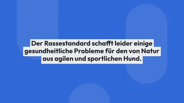 Video thumbnail for Französische Bulldogge im Rasseportrait