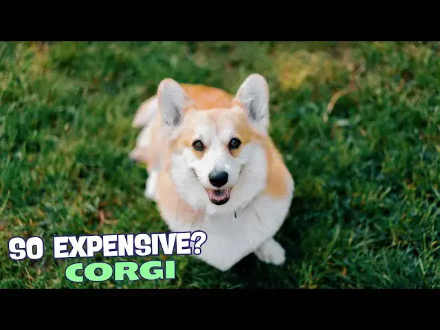 Video thumbnail for 🐶 Why Are Corgis So Expensive? 🐾