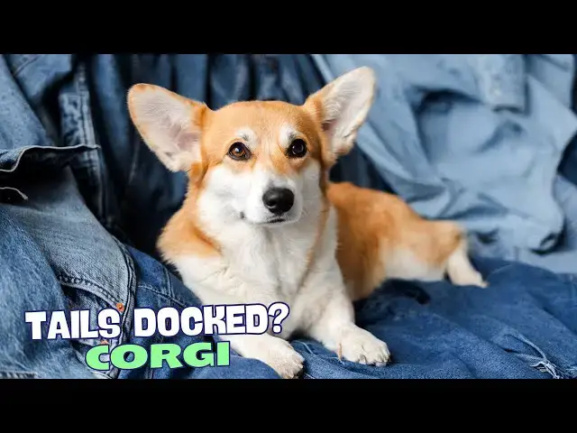 Video thumbnail for 🐾 Why Are Corgi Tails Docked? 🐕