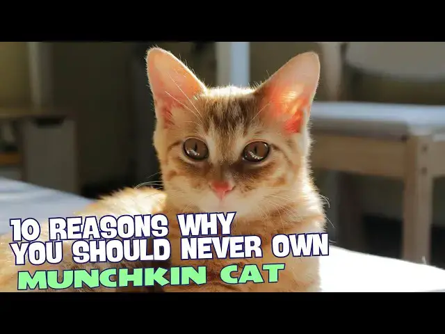 Video thumbnail for 10 Reasons Why You Should NEVER Own a Munchkin Cat 🐾🚫
