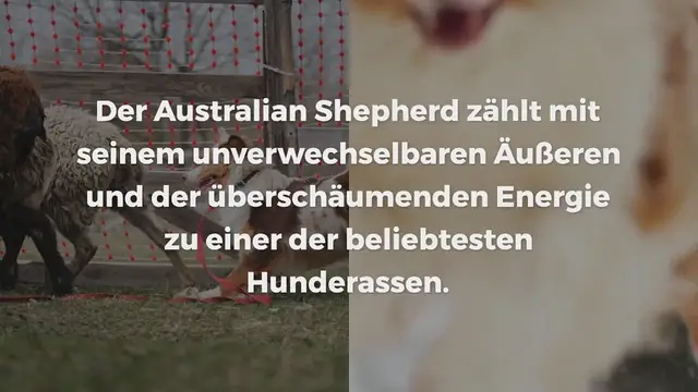 Video thumbnail for Australian Shepherd im Rasseportrait
