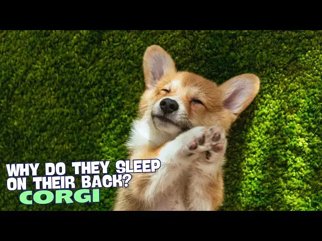 Video thumbnail for Why Do Corgis Sleep on Their Back? 😴
