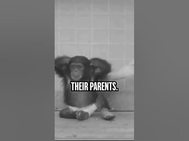 Video thumbnail for Psychiatrists Used Their OWN BABY In Bizarre Ape Experiment