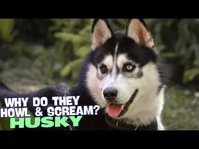 Video thumbnail for Why Do Huskies Howl and Scream? 🐾🎤