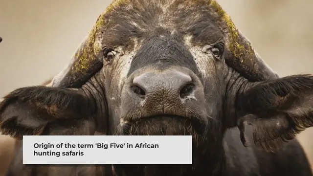 'Video thumbnail for Exploring the Majestic Big Five of South Africa'