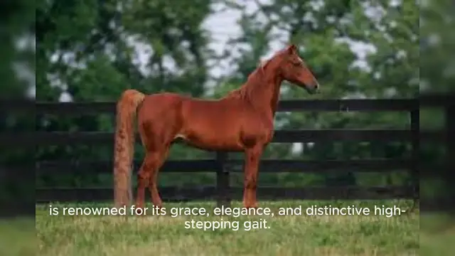 Video thumbnail for American Saddlebred Horse
