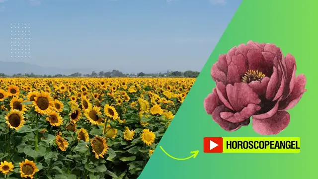 Video thumbnail for Soñar con flores grandes: video blog