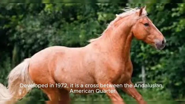 Video thumbnail for Azteca Horse