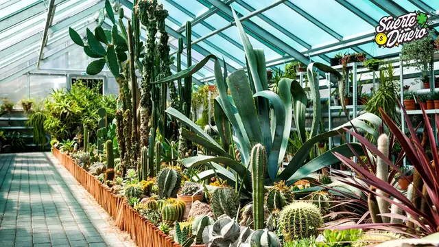 'Video thumbnail for 10 PLANTAS que ABSORBEN las MALAS ENERGÍAS en CASA 🔴 La Planta #3 y #8  Protegen el HOGAR 🟢'