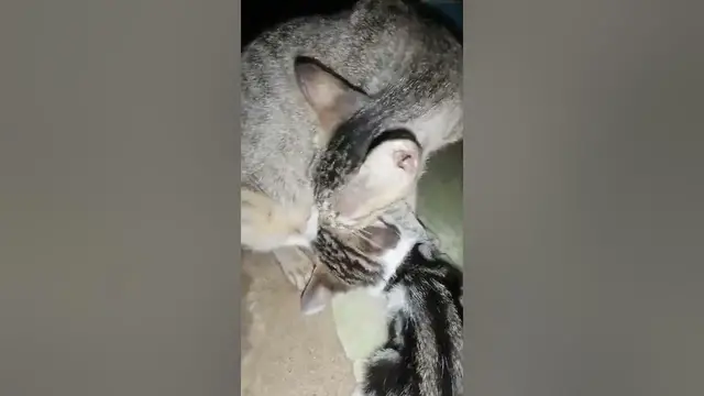 Video thumbnail for Breastfeeding cat