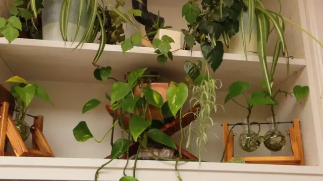 Video thumbnail for gardening (48)