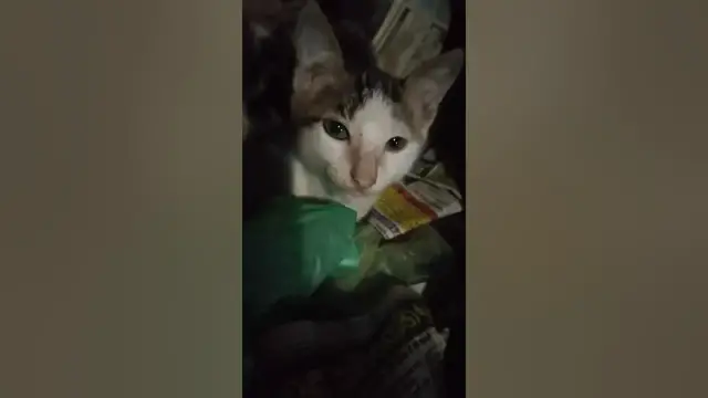 Video thumbnail for Good morning kitty