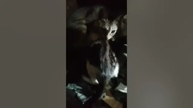 Video thumbnail for breastfeeding cats l mother cat breathing and breastfeeding