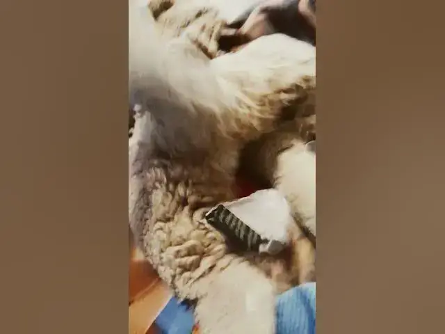 'Video thumbnail for what... doge?'