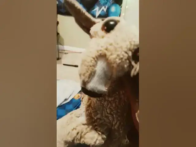 'Video thumbnail for doge does not know this dog #comedy #memes #furr #furrys #funny'