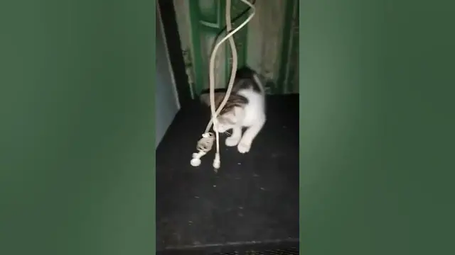 Video thumbnail for funny cat Playing with my handfree