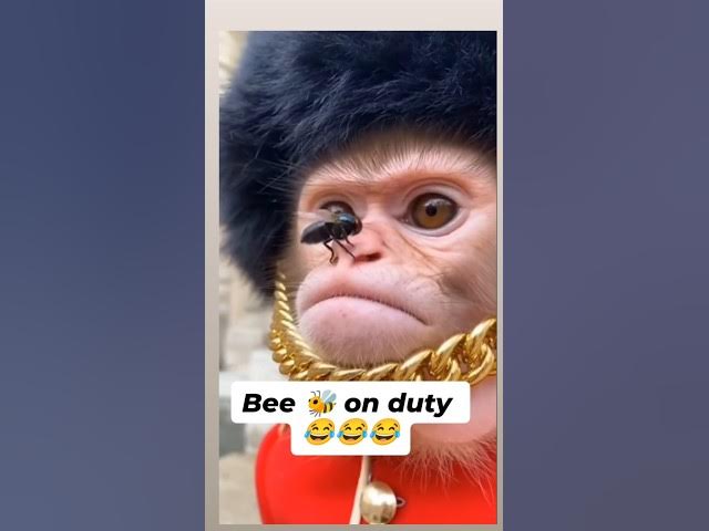 Video thumbnail for #funny #monkey #bee #duty #profesional #work
