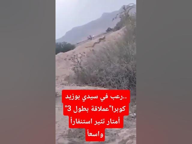 Video thumbnail for #عاجل / رعب في سيدي بوزيد.. "كوبرا" عملاقة بطول 3 أمتار تثير استنفاراً واسعاً