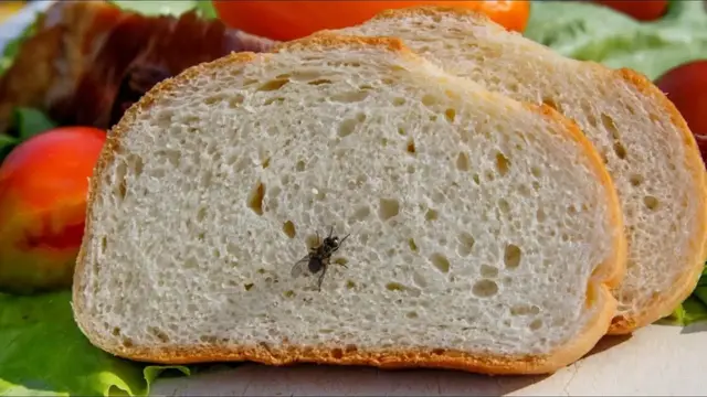 Video thumbnail for This Is What Really Happens When A Fly Lands On Your Food