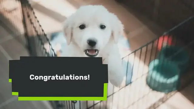 Video thumbnail for 15 Top Tips on How to Choose the Perfect Name for Your Dog