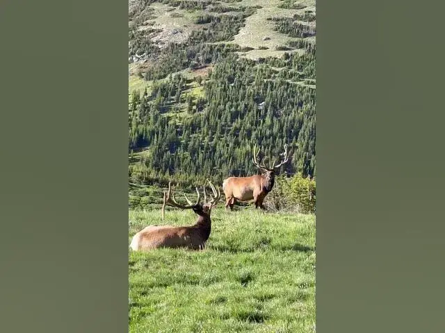 Video thumbnail for #what #beautiful #lek love animals.!!!