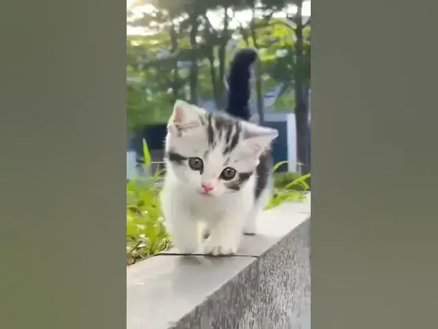 Video thumbnail for #Look how beautiful this kitten is walking outside in the open air #cat #funny#prettyview lovely