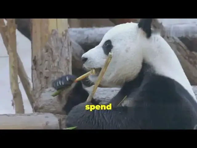 'Video thumbnail for Top 4 Unique Lazy Animals'