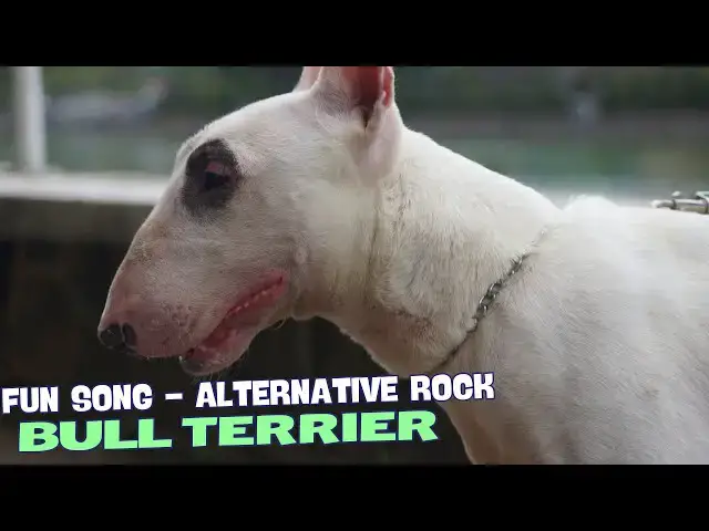 Video thumbnail for 🎶 "Bull Terrier Runnin' Wild in the Yard"🐕