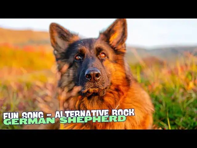 Video thumbnail for 🐾🎶 German Shepherd Shuffle🎶🐾