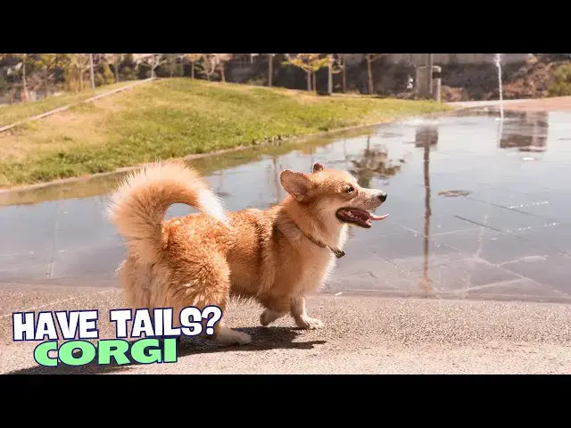 Video thumbnail for 🐾 Why Do Some Corgis Have Tails? 🐕