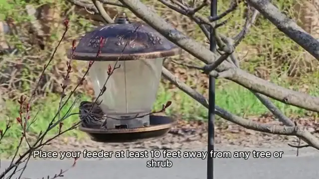 'Video thumbnail for Bird feeder placements'