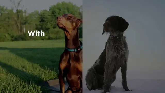 Video thumbnail for Great Dane Crowned World's Tallest Dog – A New Record That Will Blow Your Mind!