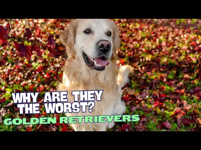 Video thumbnail for Why Are Golden Retrievers the Worst? 😱