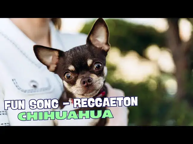 Video thumbnail for 🎶 Chihuahua So Small but Got the Might 🐾